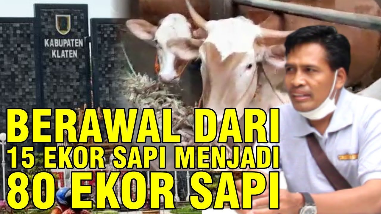 
                                 Peternak-Sapi-Klaten-Sukses
